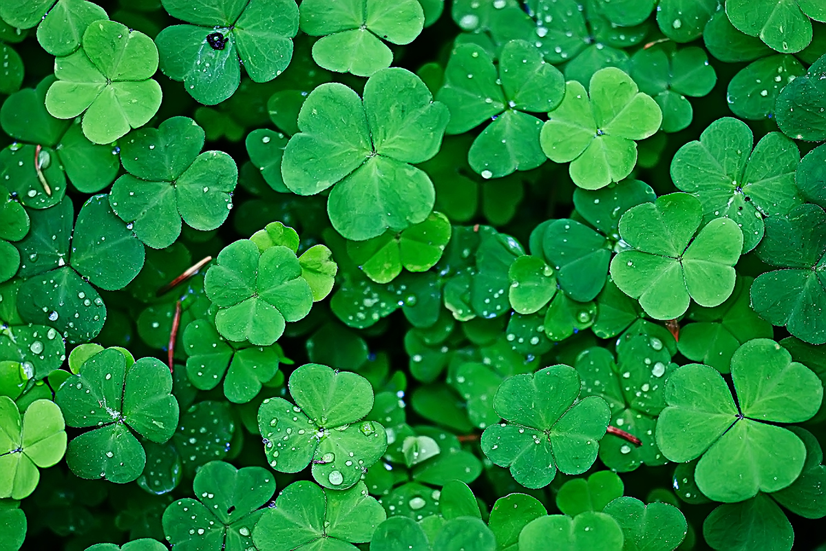 A Picture Of A Shamrock