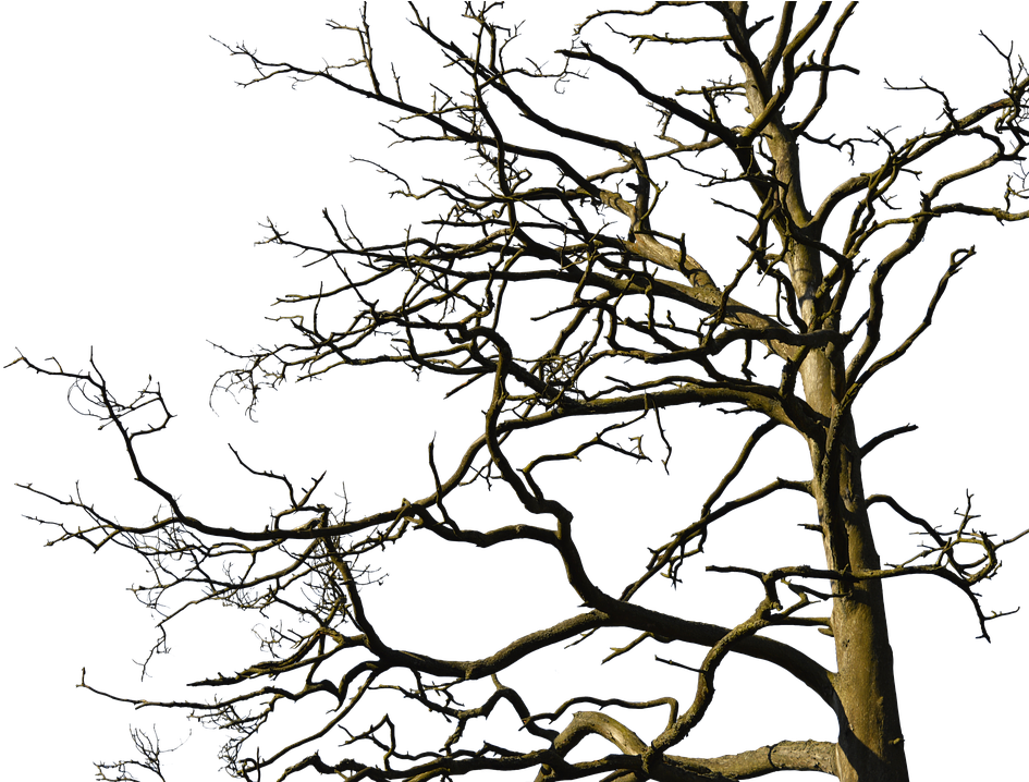 Aesthetic Tree Png