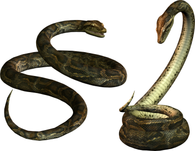 Anaconda Png