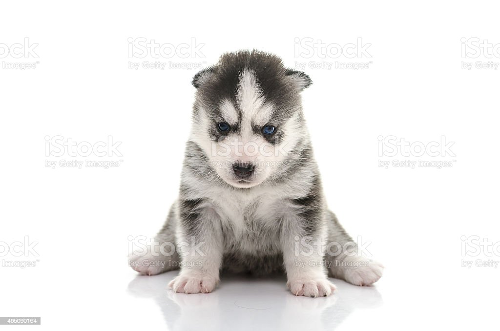 Anak Anjing Siberian Husky