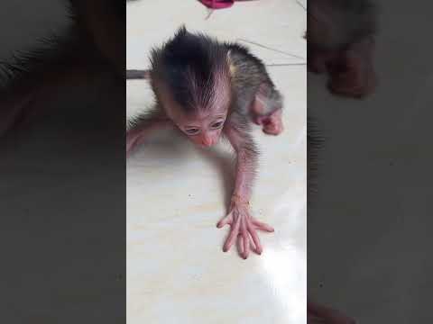 Anak Monyet Baru Lahir