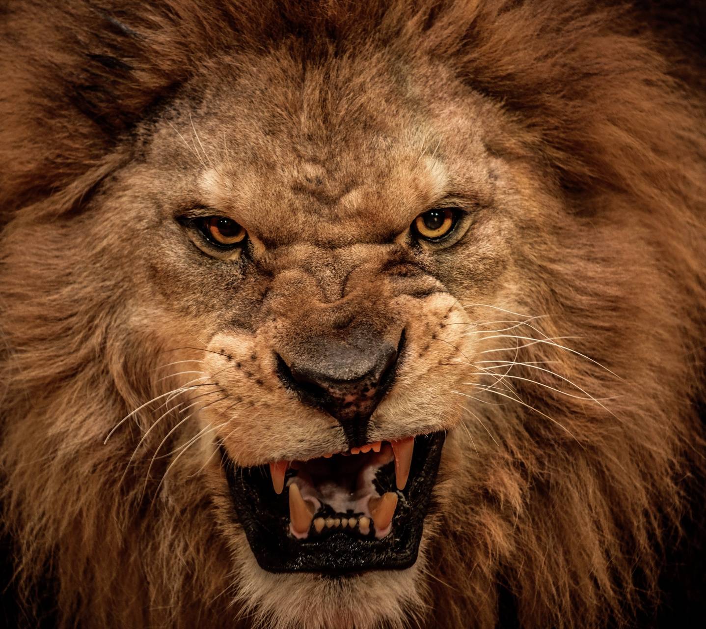 Angry Lion Wallpaper