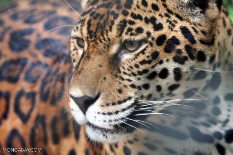 Animal Jaguar Picture