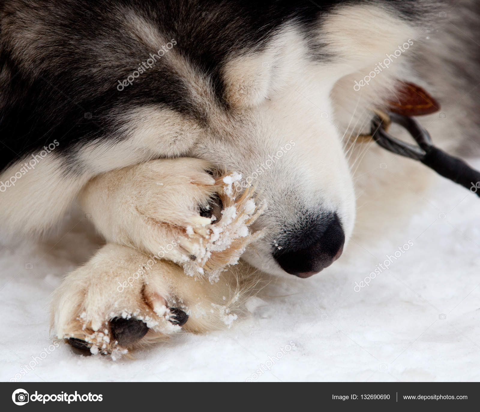 Anjing Siberian Husky Wallpaper