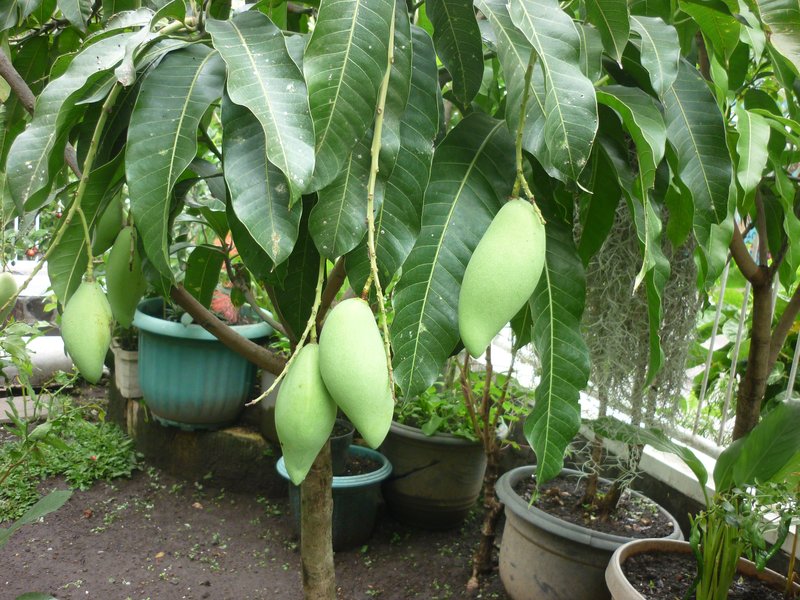 Apakah Pohon Mangga Berbunga