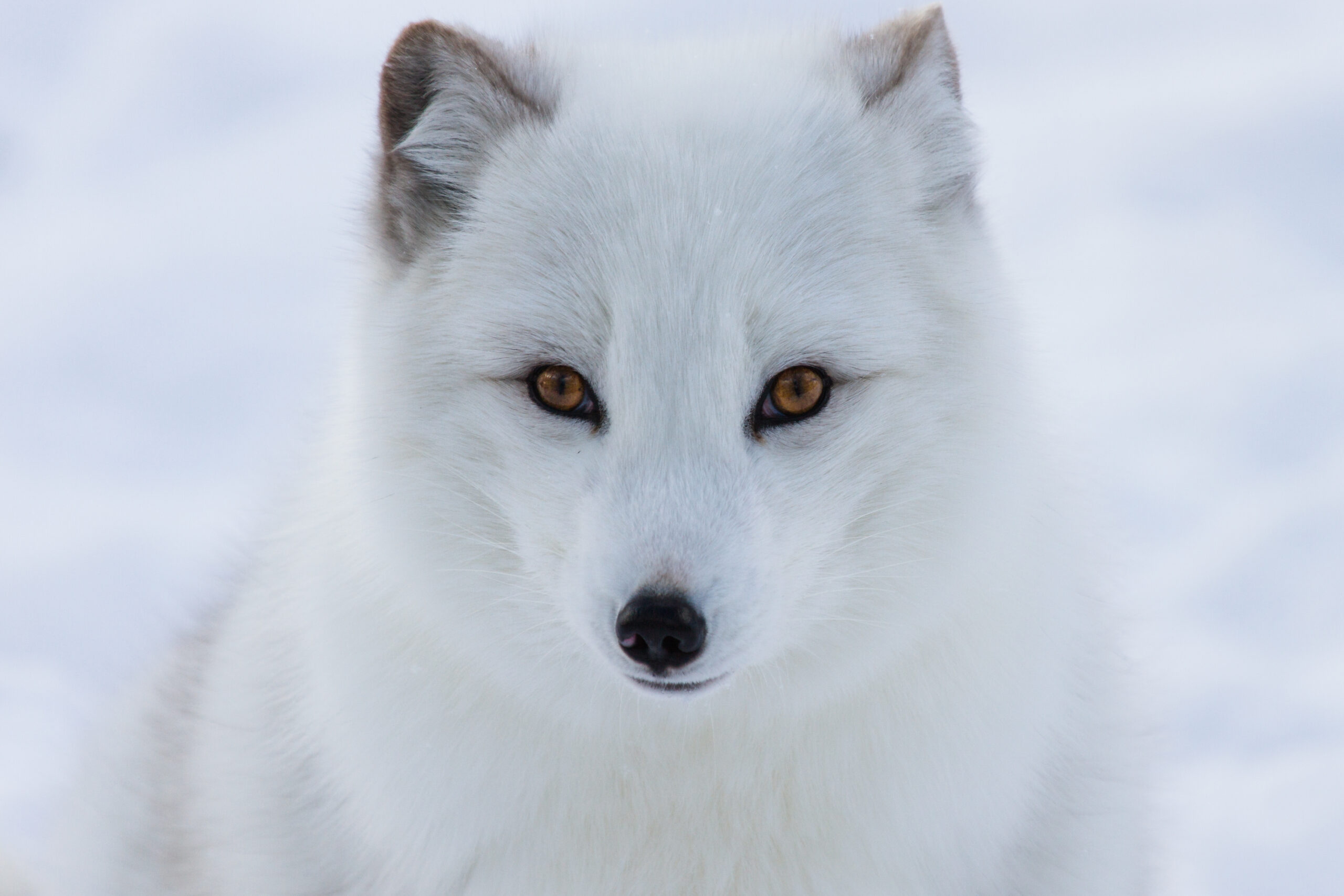 Arctic Fox Images