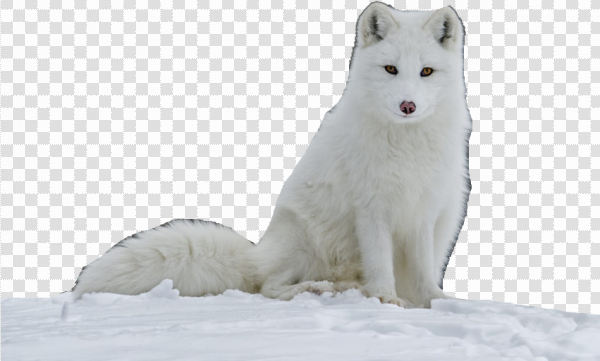 Arctic Fox Png