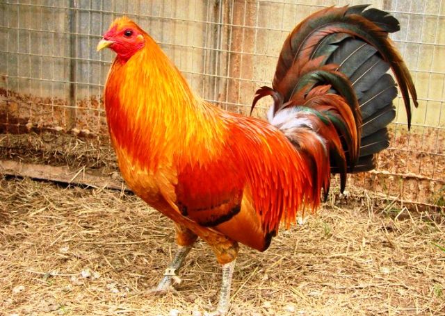 Ayam Betet Peru