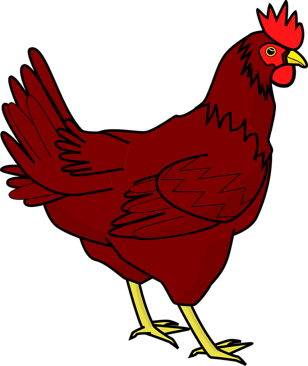 Ayam Gambar Bnatang