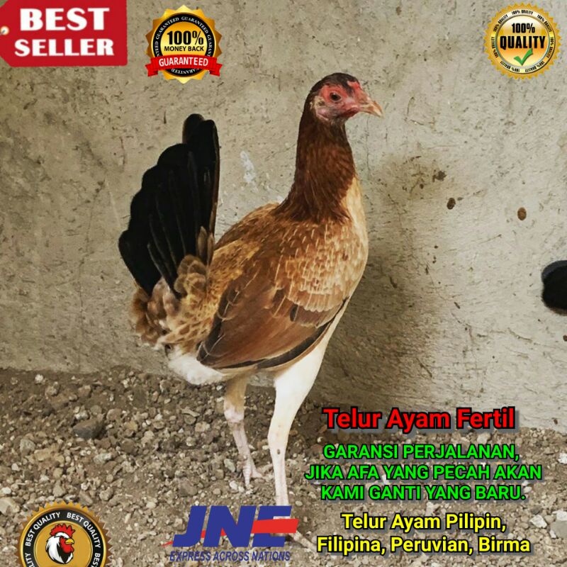 Ayam Import Filipina