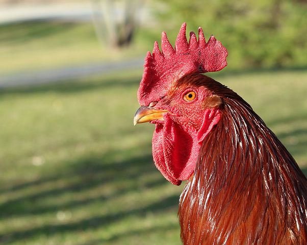 Ayam Jantan Merah