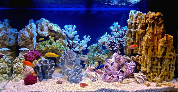 Background Aquarium Keren