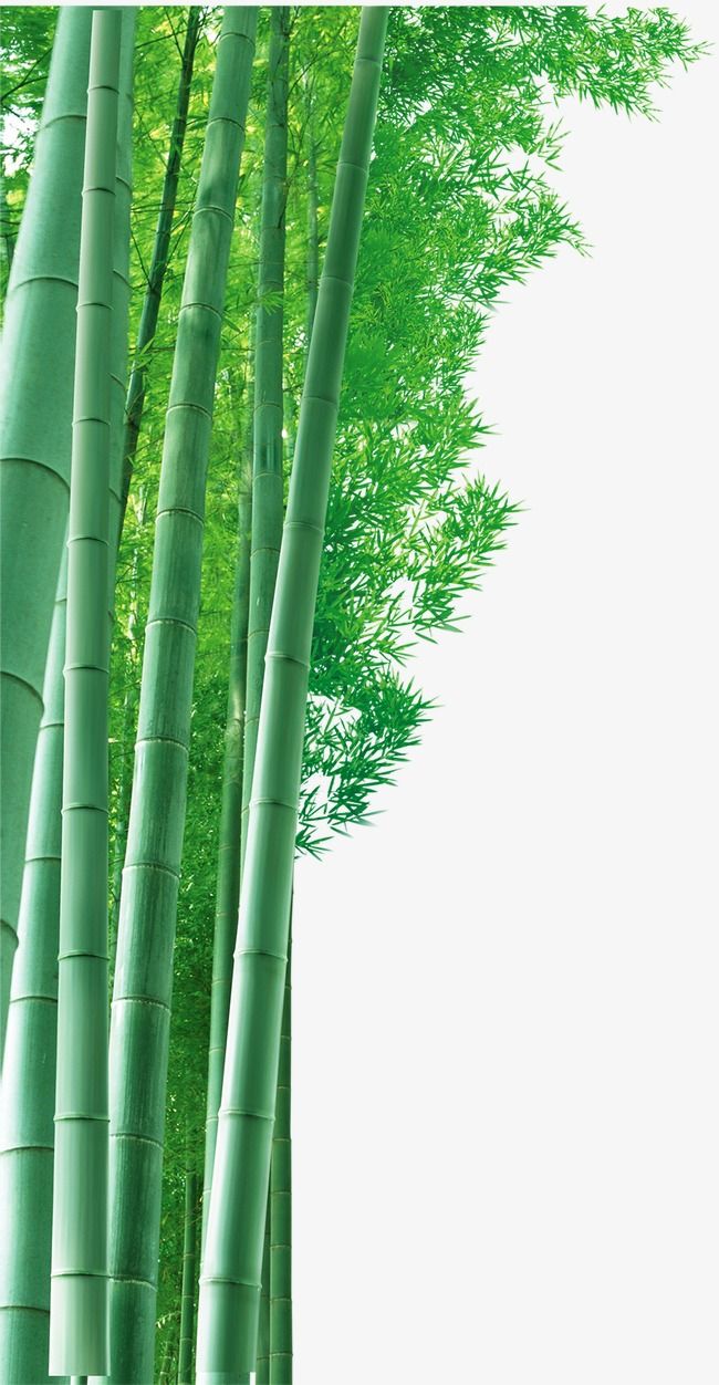 Background Bambu Hd