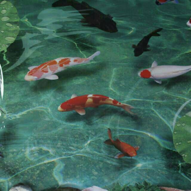 Background Kolam Ikan