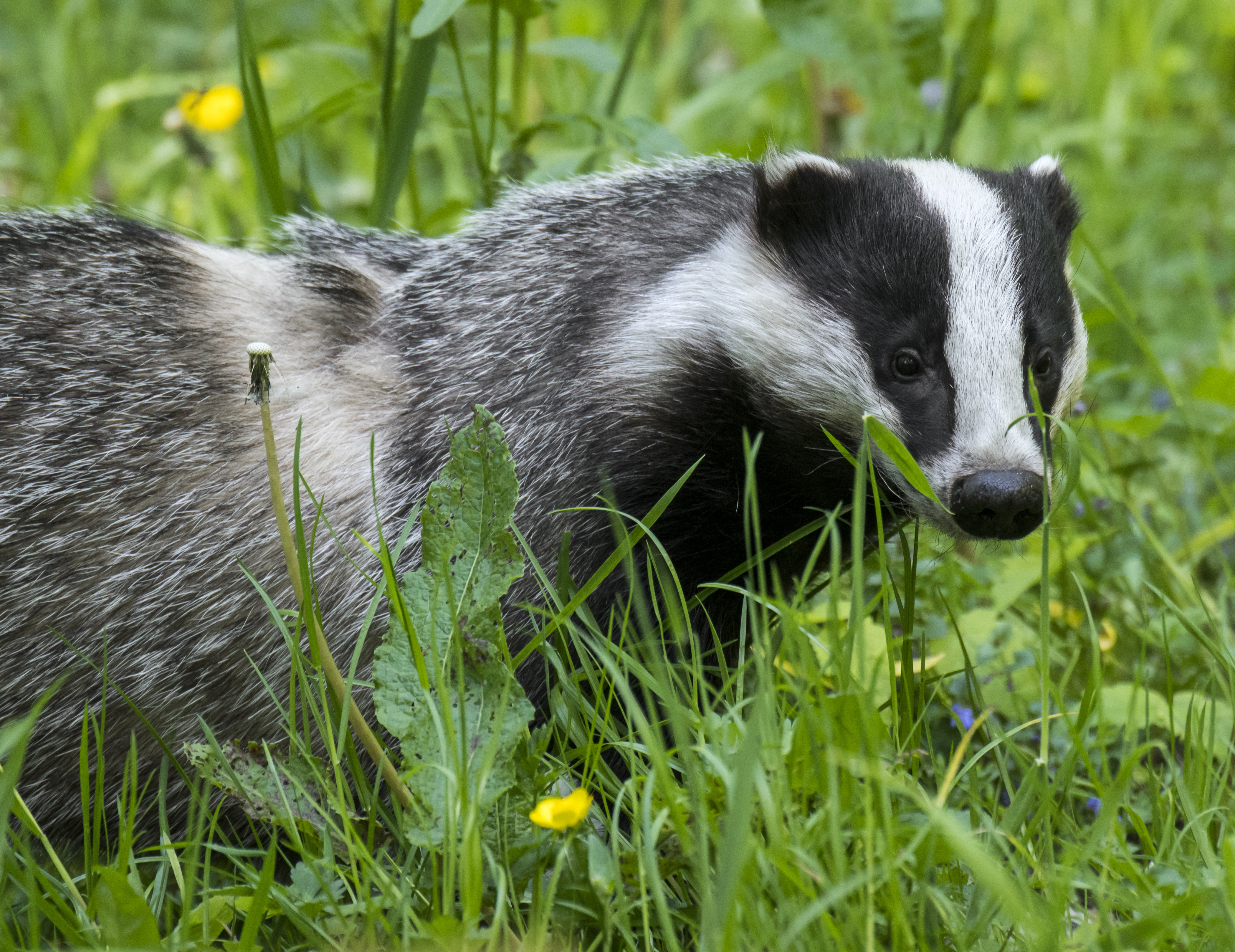 Badger Pictures