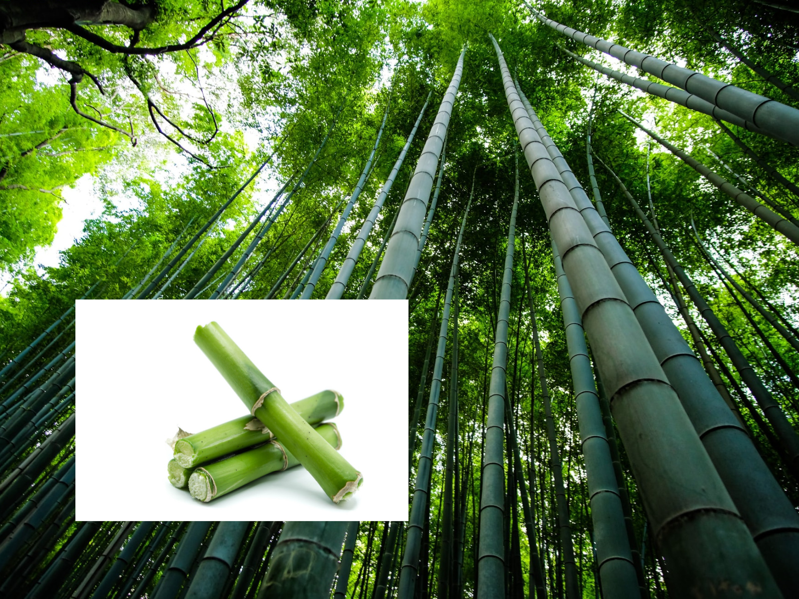 Bamboo Images