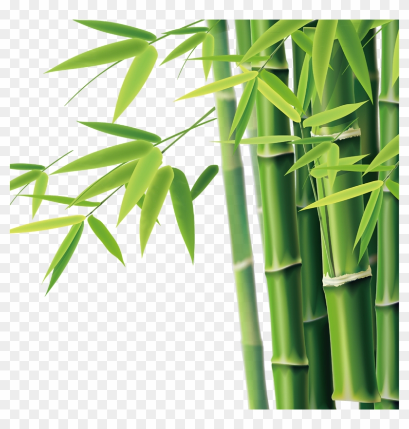 Bamboo Transparent Background