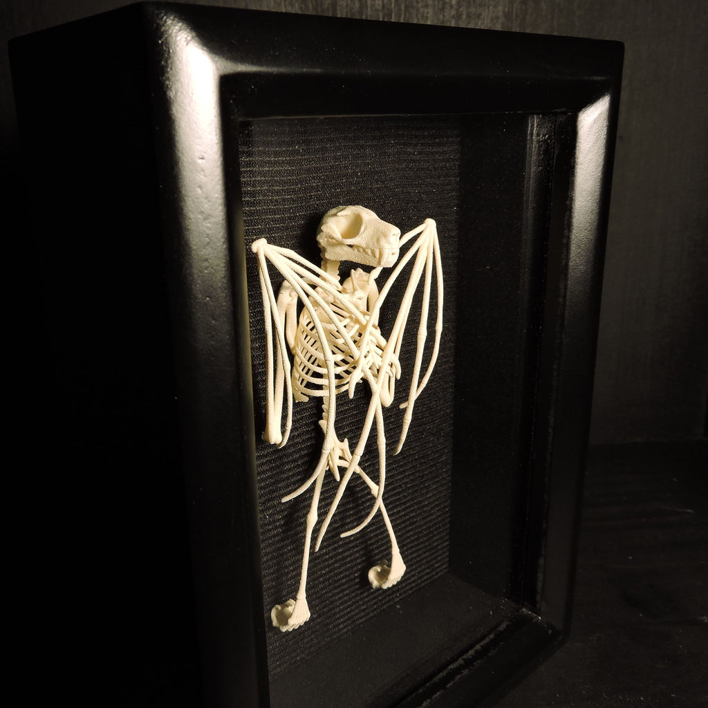 Bat Skeleton Framed
