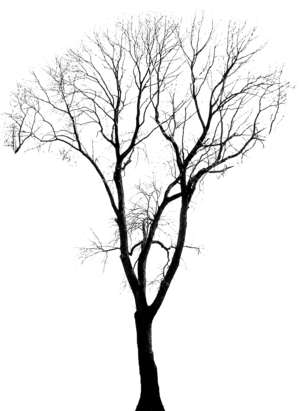 Baum Platane Bild