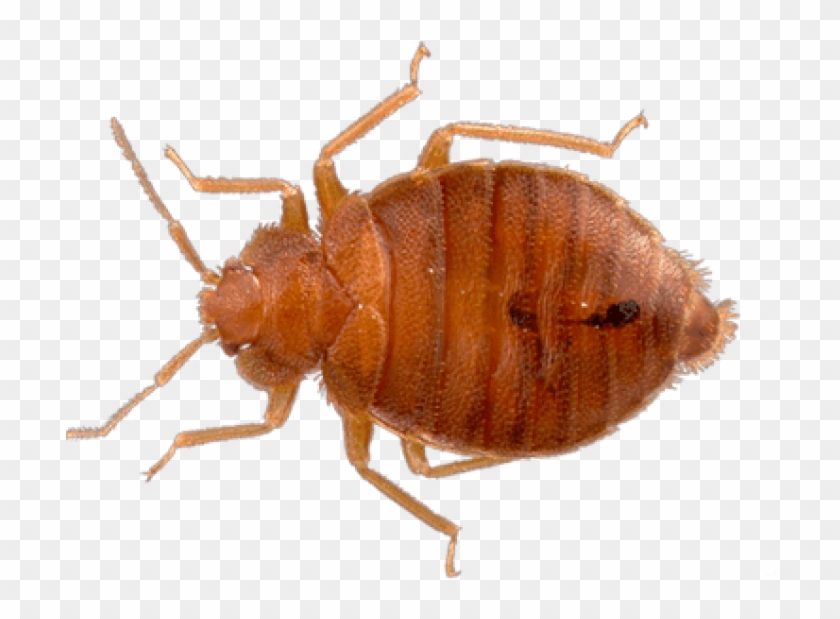 Bed Bugs Transparent