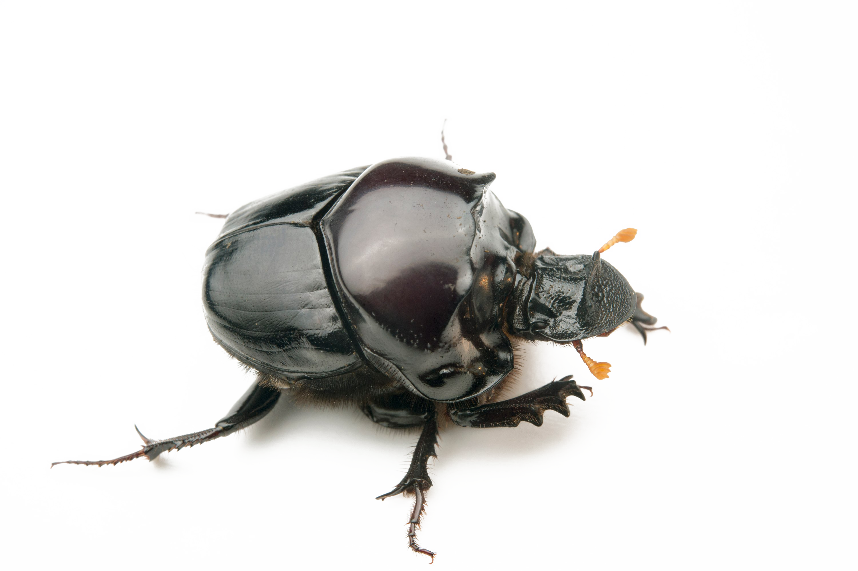 Beetle Png