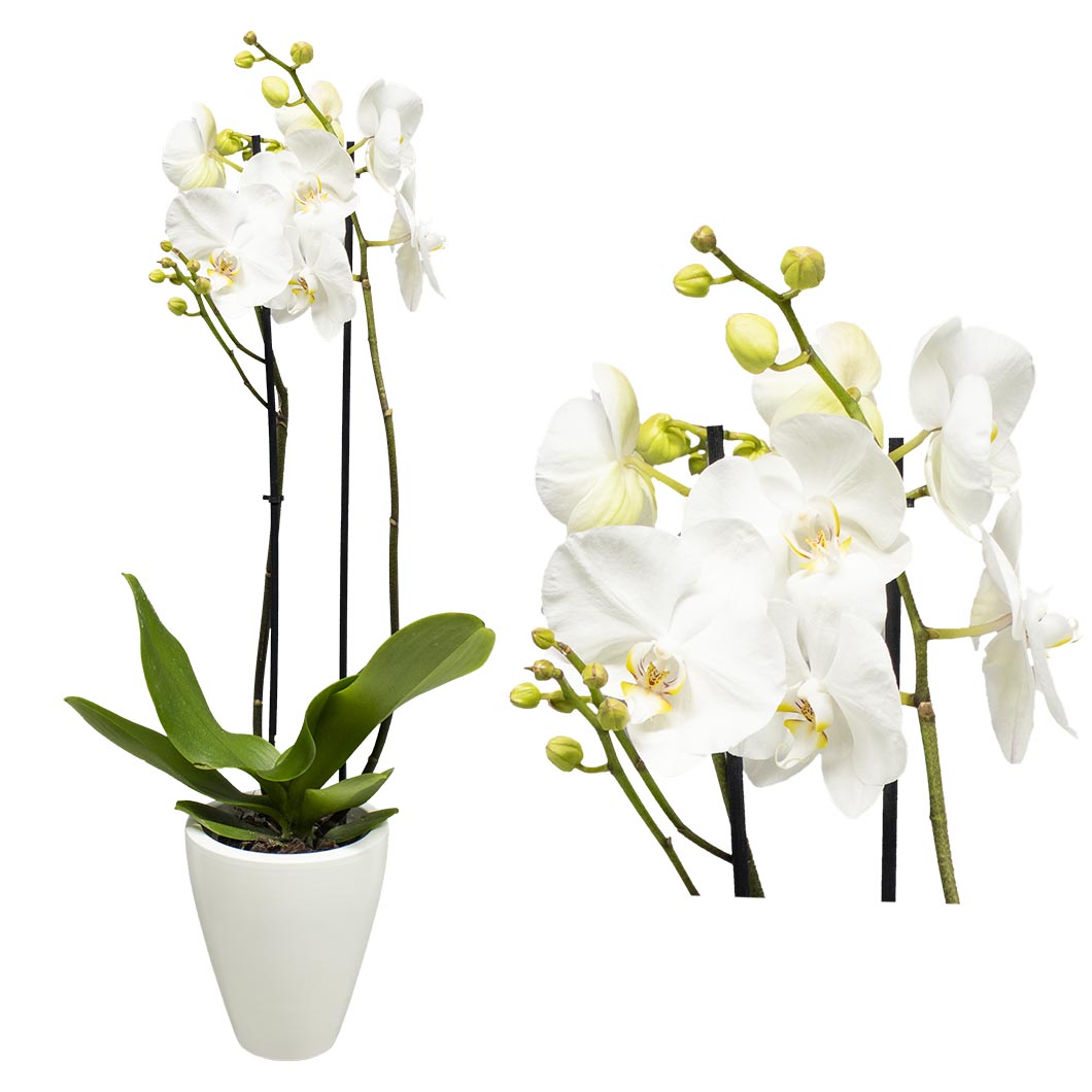 Bilder Geburtstag Orchidee