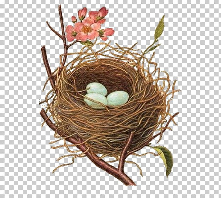Bird Nest Clipart