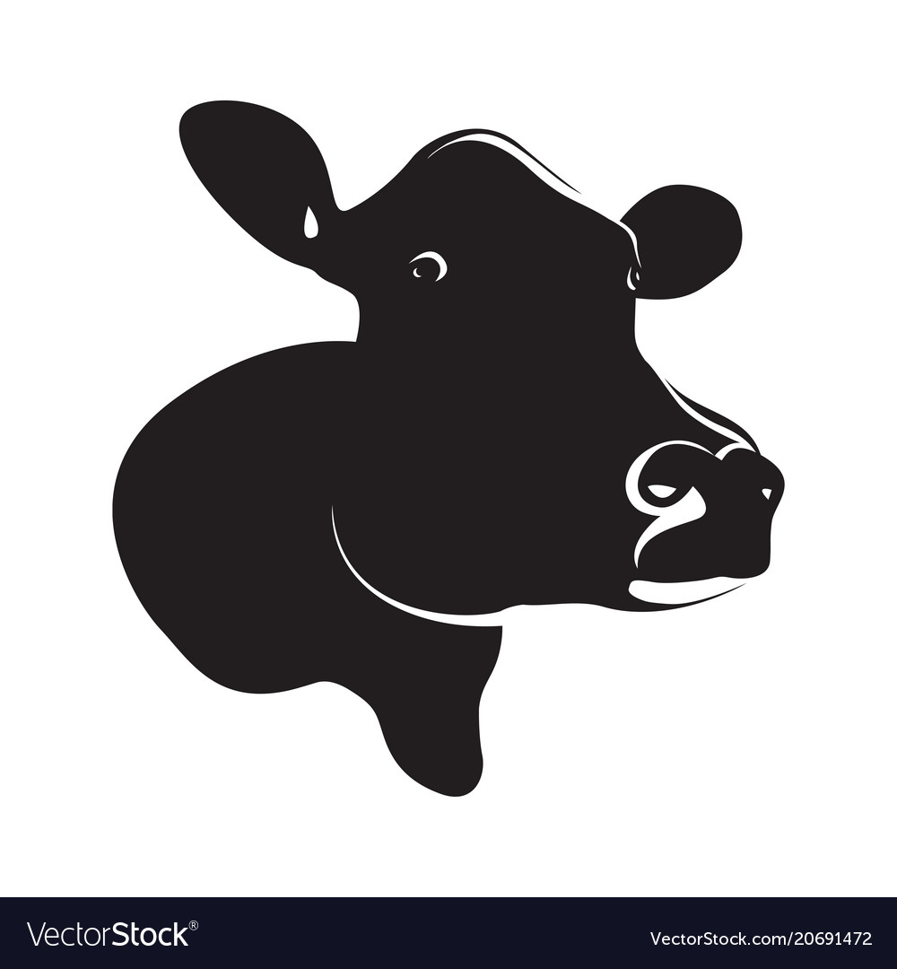 Black Cow Images