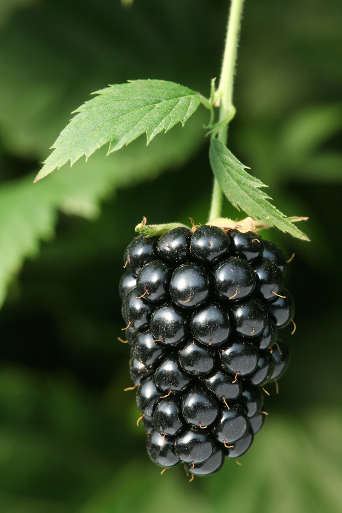 Blackberry Fruit Photo