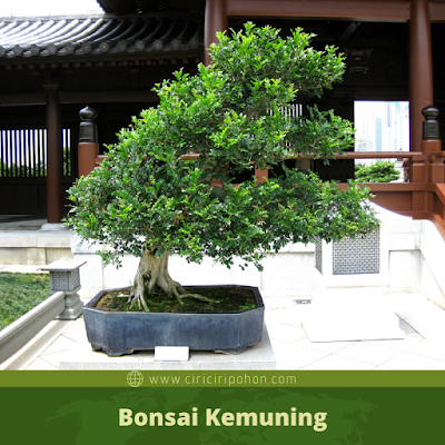 Bonsai Kemuning Hutan