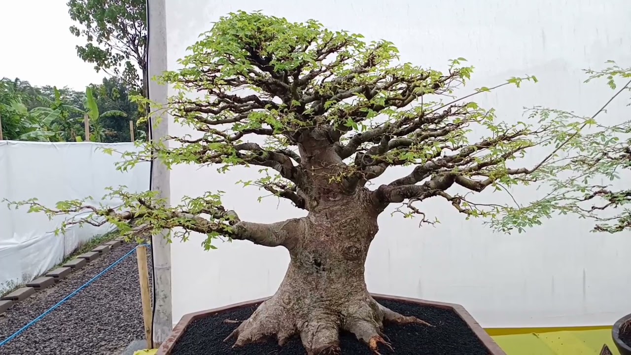 Bonsai Pohon Bulu