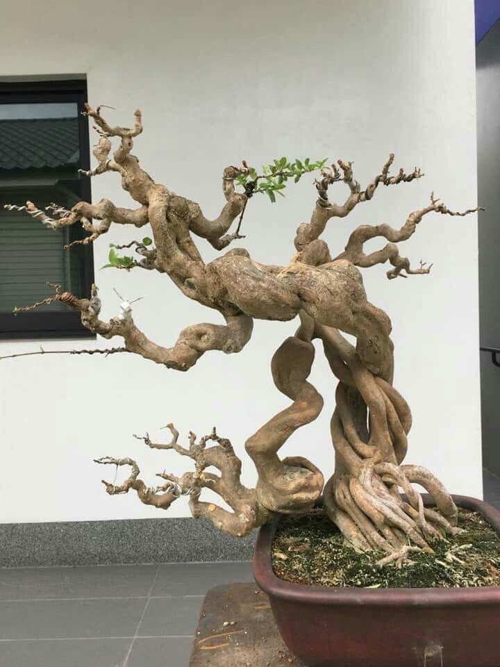 Bonsai Pohon Legundi