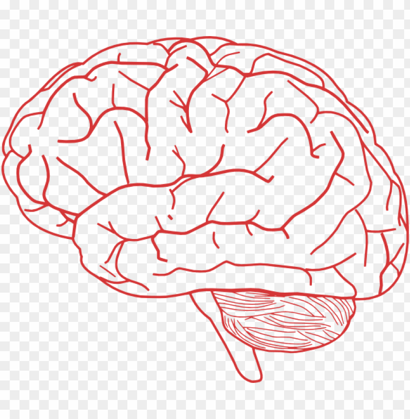 Brain Image Transparent Background