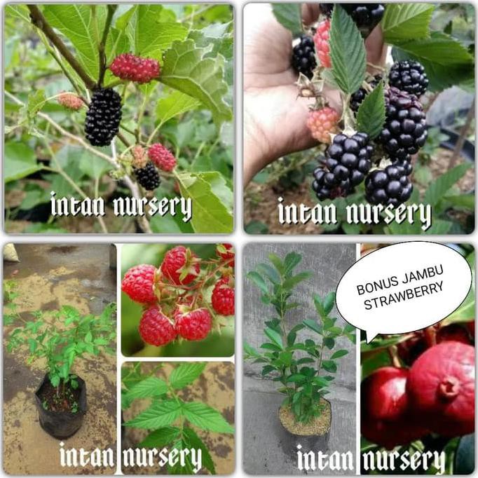Buah Berry Di Indonesia