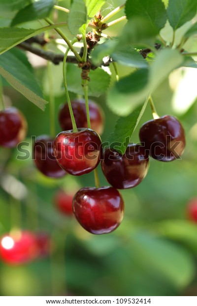 Buah Cherry Tree
