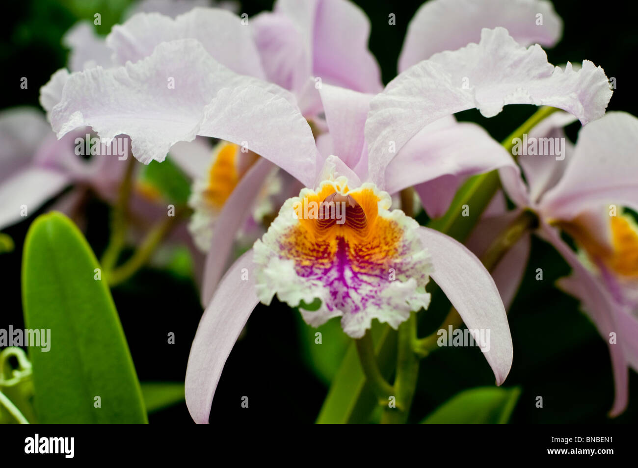 Bunga Cattleya Colombia