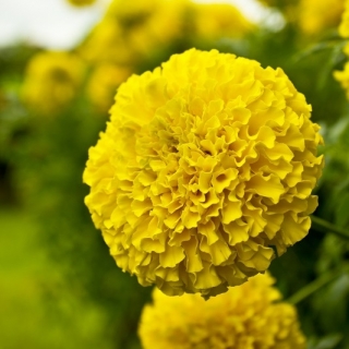 Bunga Marigold Kuning