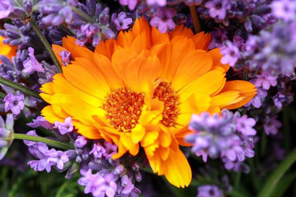 Bunga Marigold Ungu