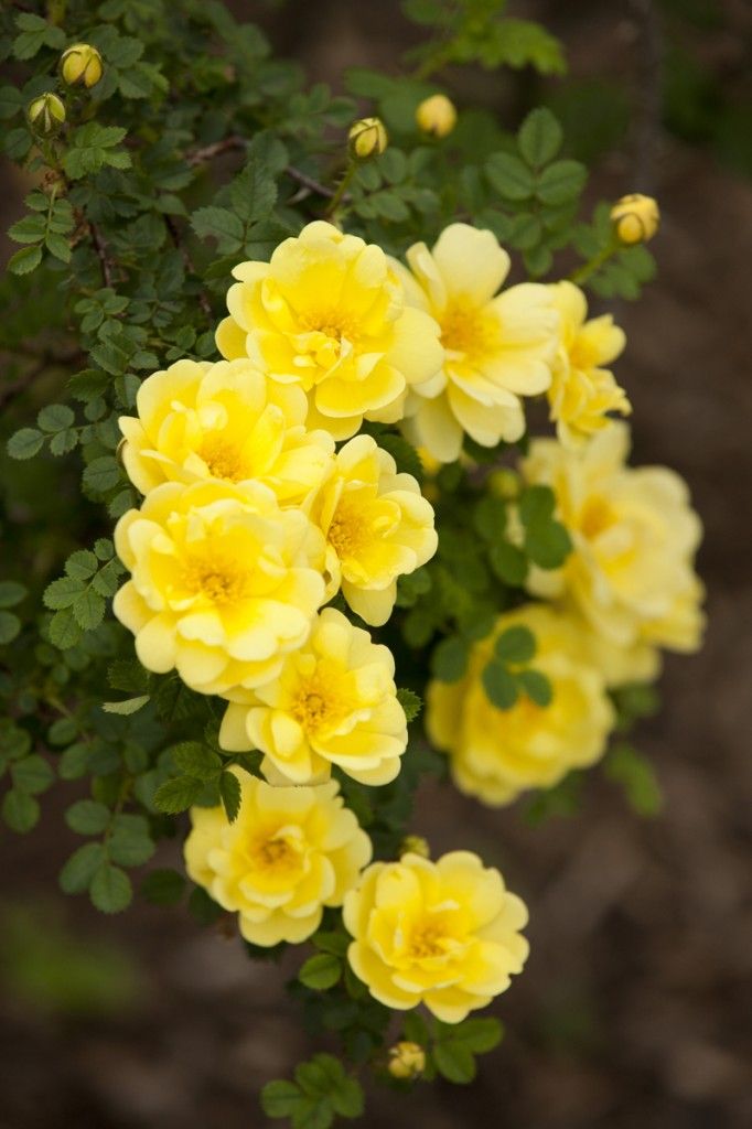 Bunga Mawar Kuning Cantik