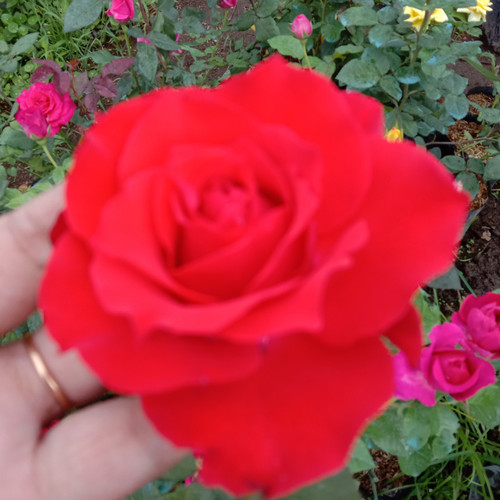 Bunga Mawar Merah Darah