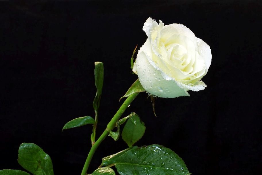 Bunga Mawar Putih Wallpaper