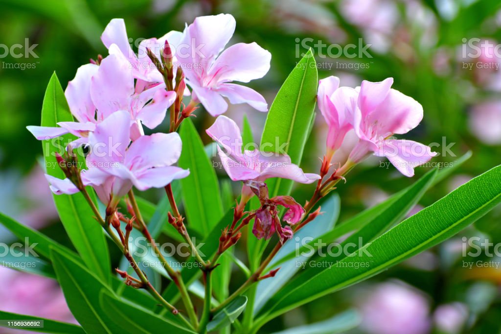 Bunga Nerium Oleander
