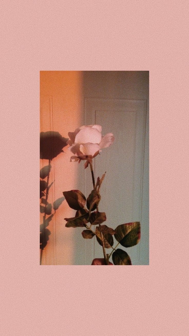 Bunga Pink Tumblr