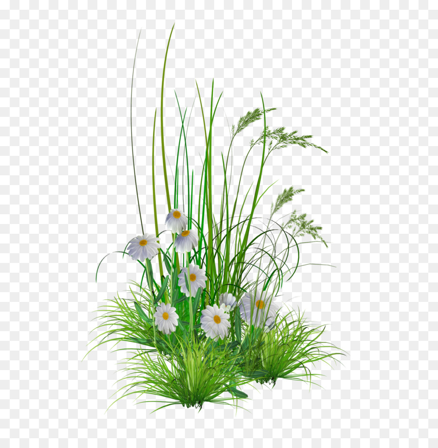 Bunga Rumput Png