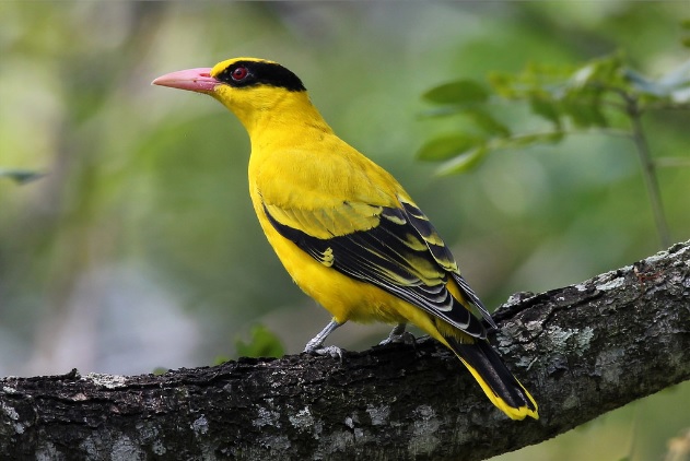Burung Hitam Paruh Kuning