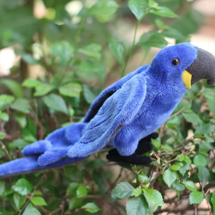 Burung Macaw Hyacinth