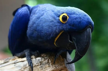 Burung Paling Cantik Di Dunia