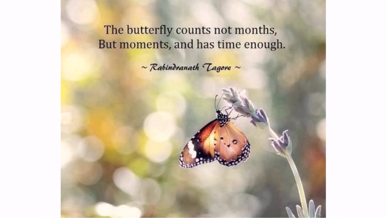 Butterfly And Flower Quotes