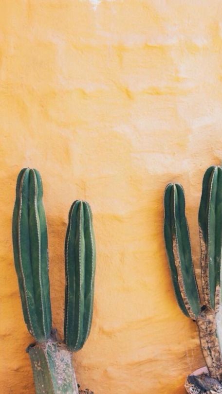 Cactus Tumblr Wallpaper