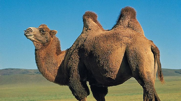 Camel Pics